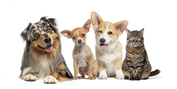 North Myrtle Beach Pets