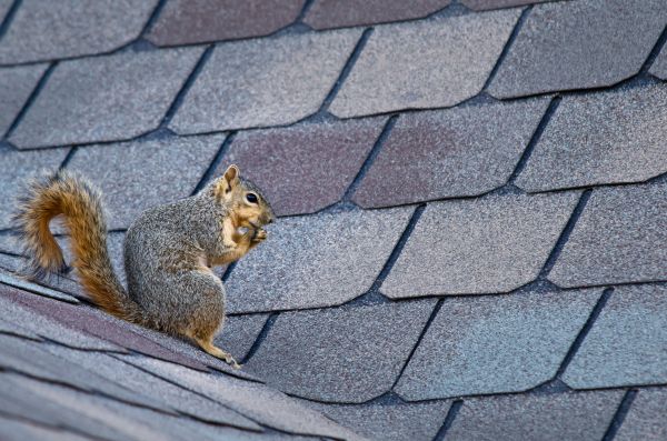 North Myrtle Beach Wildlife Removal