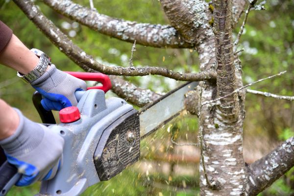 North Myrtle Beach Tree Trimming