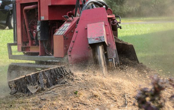 North Myrtle Beach Tree Removal