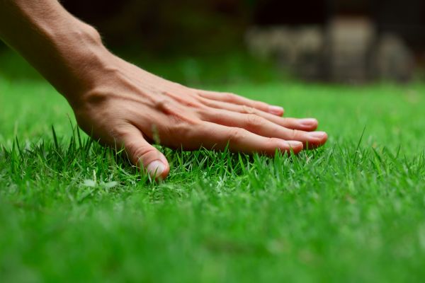 North Myrtle Beach Lawn Treatment